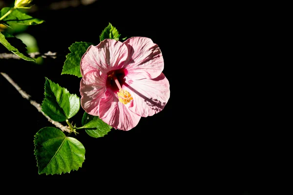 Primer Plano Flor Rosa Hibisco Sobre Fondo Borroso —  Fotos de Stock