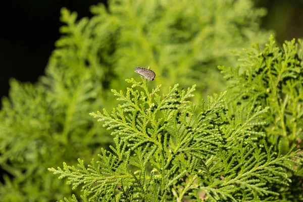 Close Folha Verde Pinheiro Borboleta — Fotografia de Stock