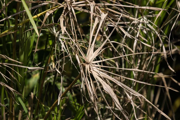 Close Van Sterven Bruin Blad Van Papyrus Boom — Stockfoto