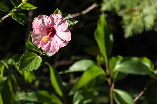 Zblízka Růžový Ibišek Květ Rozostřeného Pozadí — Stock fotografie