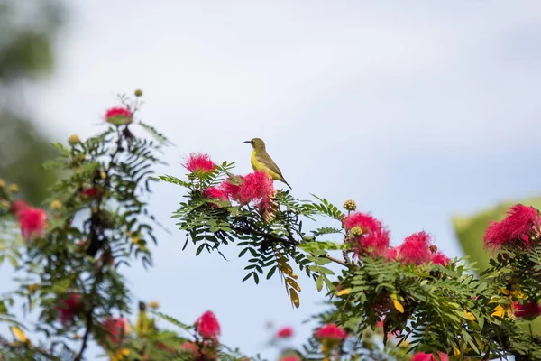 特写小 Bord 粉红色的花粉粉扑或头粉扑 — 图库照片