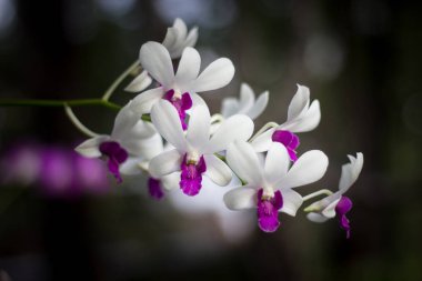 Sarı karışıma yakın Koyu pembe orkideler çiçek