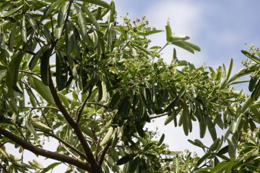 Siyah çiçek Blackboard ağacı veya şiddetli yağmur sonra şeytan ağacı