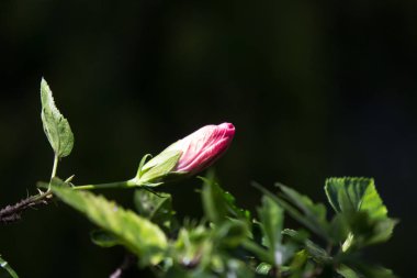 Yumuşak pembe Hibiscus rosa-sinensis veya Cooperi yaprak yeşil arka plan ile yakından