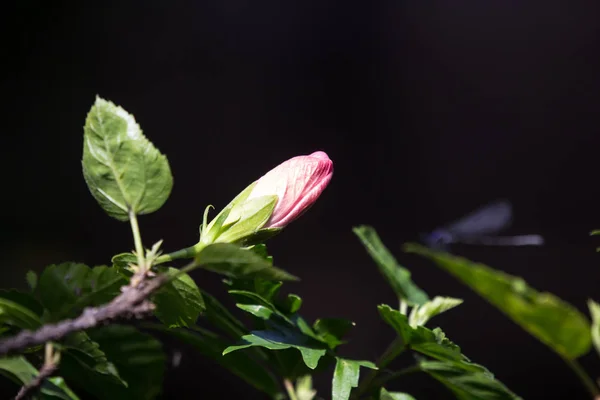 Εσωτερικη Μαλακό Ρόδινο Hibiscus Rosa Sinensis Cooperi Φόντο Πράσινο Φύλλο — Φωτογραφία Αρχείου