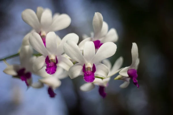 Närbild Gul Blandning Mörk Rosa Orkidéer Blomma — Stockfoto