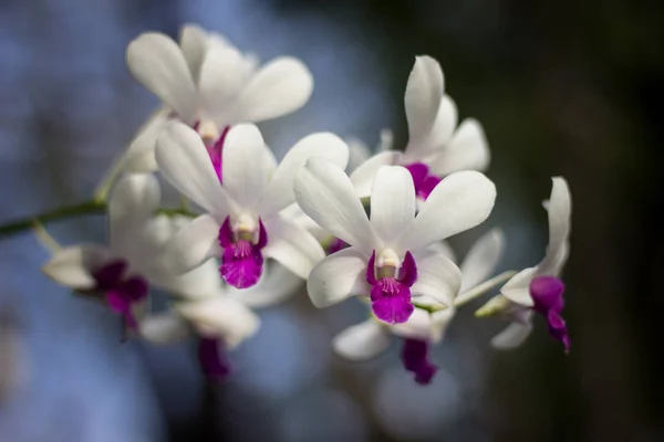 Närbild Gul Blandning Mörk Rosa Orkidéer Blomma — Stockfoto