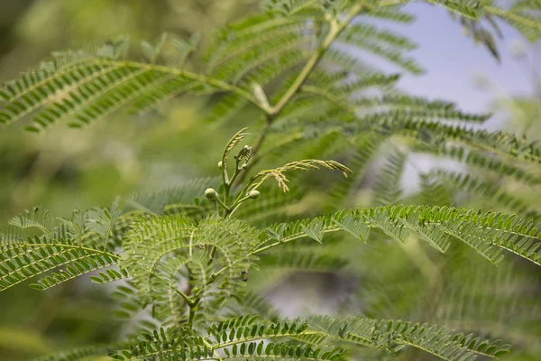 Flower of Horse tamarind tree, Leucaena fruit ,White Popinac Wildflowers