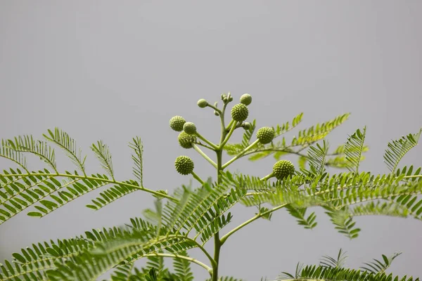 Flor Tamarindo Cavalo Árvore Leucaena Fruta White Popinac Flores Silvestres — Fotografia de Stock