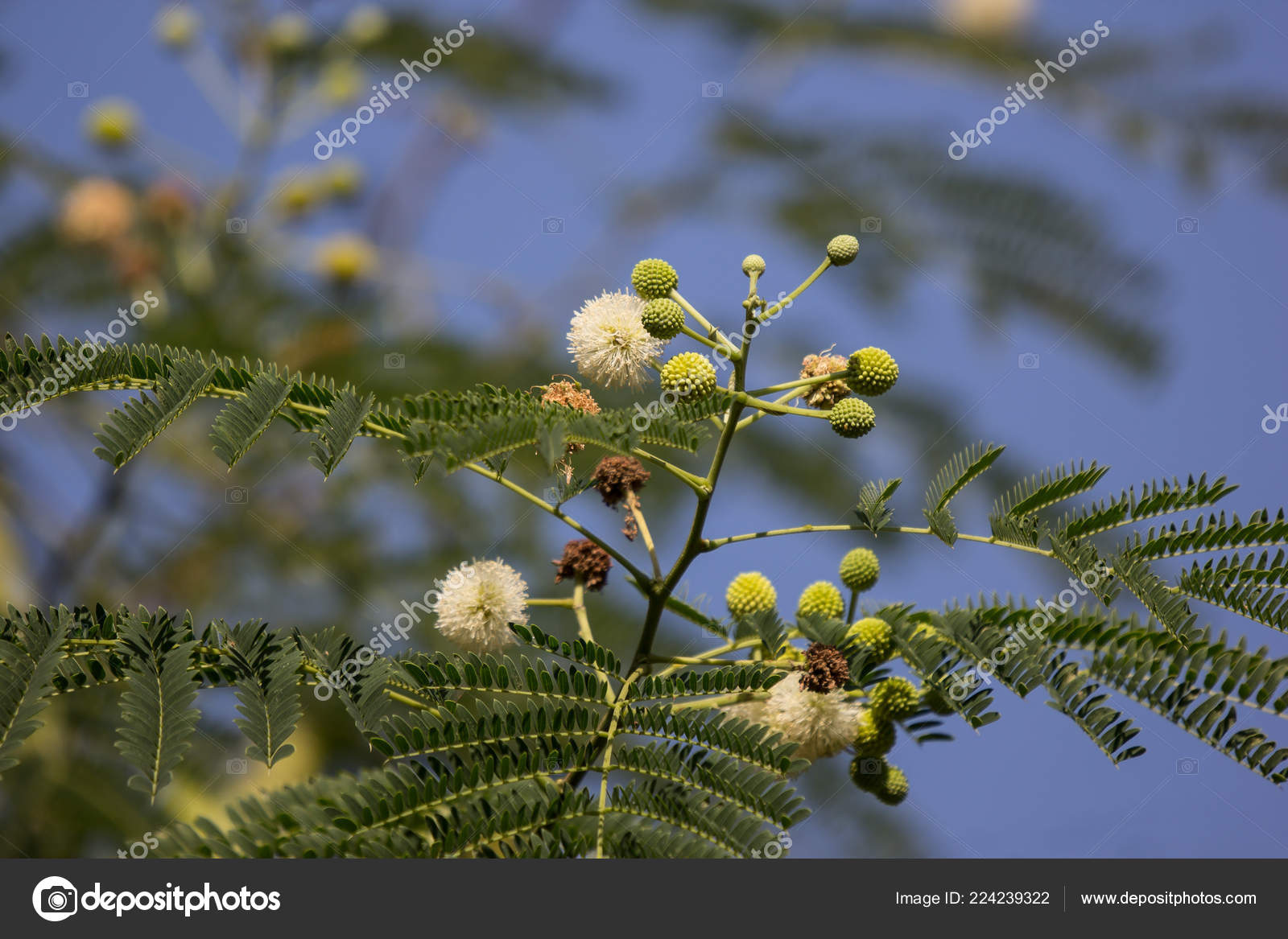 Flower Horse Tamarind Tree Leucaena Fruit White Popinac Wildflowers Stock Photo Image By C Nitinut380 Flower Horse Tamarind Tree Leucaena Fruit White Popinac Wildflowers Stock Photo Image By C Nitinut380
