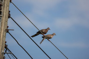 Elektrik hattı üzerinde küçük kuş yakın çekim