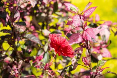 Kırmızı Hibiscus rosa-sinensis veya yeşil yapraklı Cooperi yakın çekim