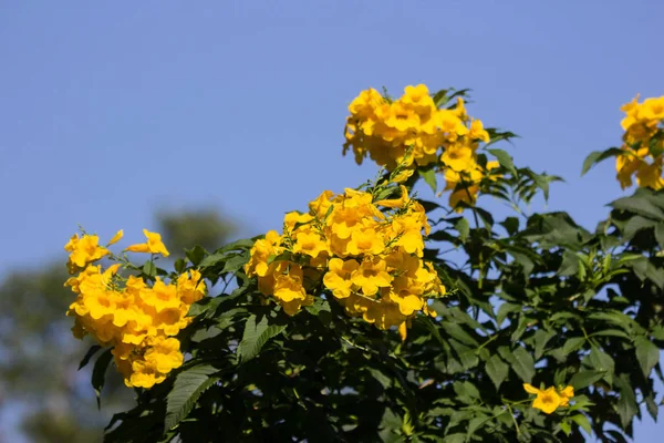 Close Yellow Flower Yellow Elder Yellow Bells Trumpetflower Scientific Name — Stock Photo, Image