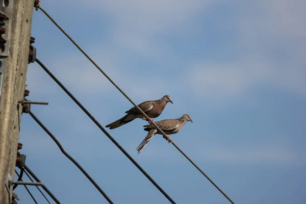 Nahaufnahme Eines Kleinen Vogels Einer Stromleitung — Stockfoto