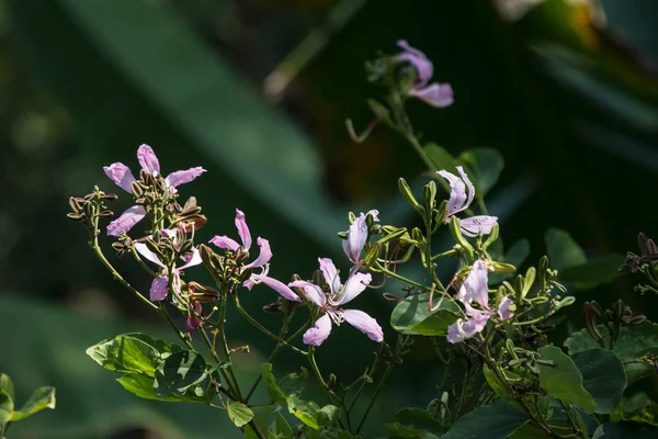 Закройте Розовый Цветок Цветок Баухинии — стоковое фото