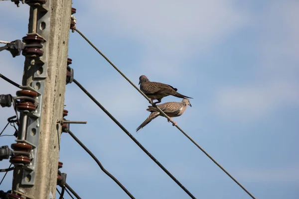 Nahaufnahme Eines Kleinen Vogels Einer Stromleitung — Stockfoto