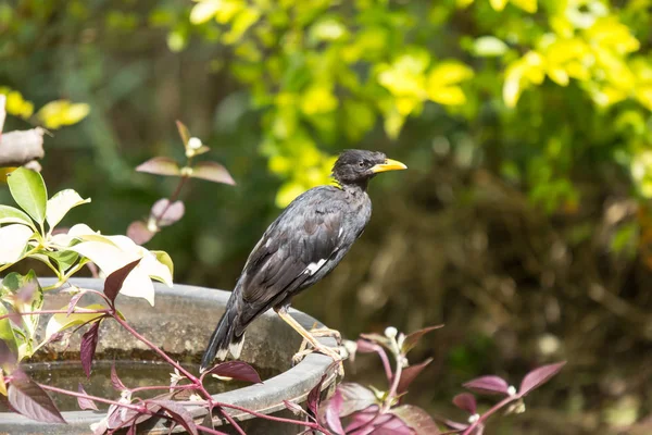 Pássaro Myna Comum Preto — Fotografia de Stock