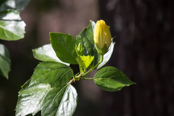 Close Amarelo Hibisco Flor Preto Dard Fundo — Fotografia de Stock