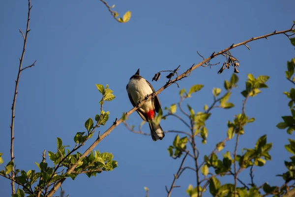 红胡须雀鸟在树上 Pycnonotus Jocosus — 图库照片