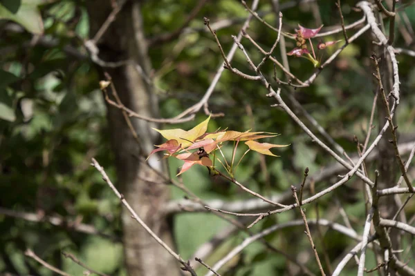 緑のミックスの葉を閉じる赤いカエデの木 — ストック写真