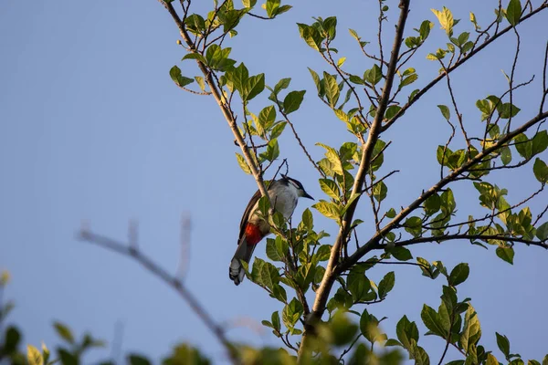 Czerwony Wąsik Bulbul Ptak Drzewie Pycnonotus Jocosus — Zdjęcie stockowe