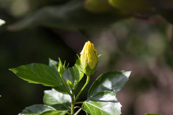Primer Plano Flor Hibisco Amarillo Fondo Hojaldre Negro — Foto de Stock