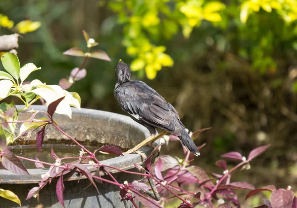 Pássaro Myna Comum Preto — Fotografia de Stock