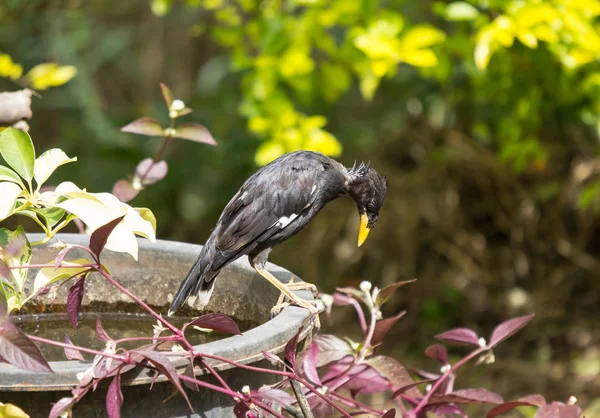 Een Zwarte Vogel Van Gemeenschappelijke Myna — Stockfoto