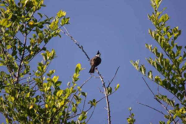 レッドは木の上でブルブル鳥をささやいた Pycnotus Jocus — ストック写真
