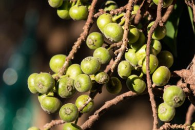 Ficus Hispida Linn veya Ficus Tinctoria, doğa bahçesindeki ağacın dallarında yetişiyor.
