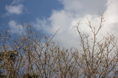 Kahverengi kuru yaprak ve çiçek Burma padauk ağacının