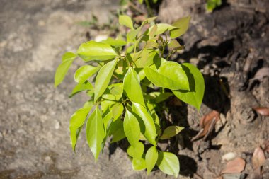 Genç yeşil yaprak Cinnamomum camphora ağaç