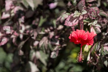 Kırmızı Hibiscus rosa-sinensis veya yeşil yapraklı Cooperi yakın çekim