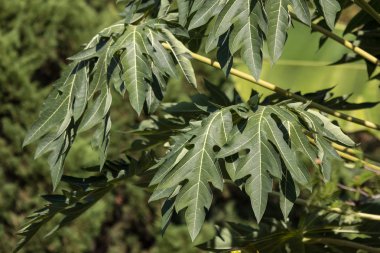 Genç papaya ağaç yaprak yeşil kapatın