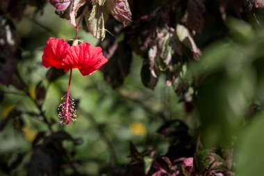 Kırmızı Hibiscus rosa-sinensis veya yeşil yapraklı Cooperi yakın çekim