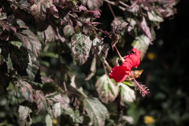 Kırmızı Hibiscus rosa-sinensis veya yeşil yapraklı Cooperi yakın çekim