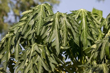 Genç papaya ağaç yaprak yeşil kapatın