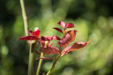 Genç yaprak yaprak yeşil arka planda gül çiçek