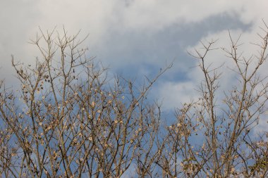 Kahverengi kuru yaprak ve çiçek Burma padauk ağacının