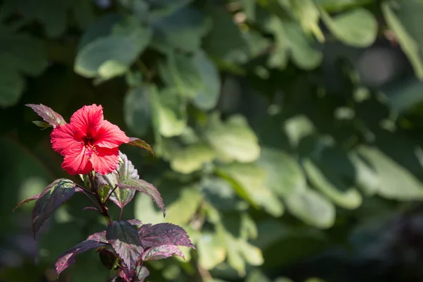 Primer Plano Hibiscus Rosa Sinensis Rojo Cooperi Con Fondo Hoja —  Fotos de Stock