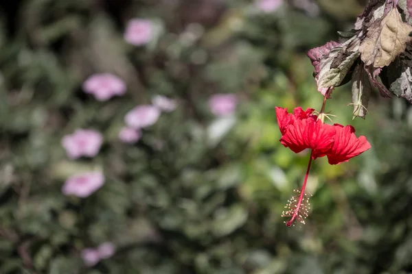Kırmızı Hibiscus Rosa Sinensis Veya Yeşil Yapraklı Cooperi Yakın Çekim — Stok fotoğraf