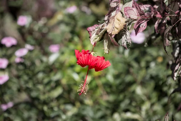 Primer Plano Hibiscus Rosa Sinensis Rojo Cooperi Con Fondo Hoja —  Fotos de Stock