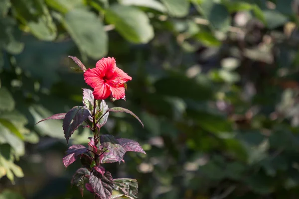 Primer Plano Hibiscus Rosa Sinensis Rojo Cooperi Con Fondo Hoja —  Fotos de Stock