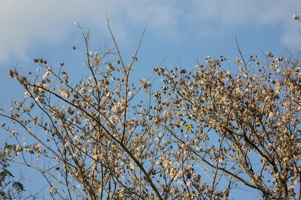 Коричневий Сухого Листя Квітковий Бірма Padauk Дерево — стокове фото