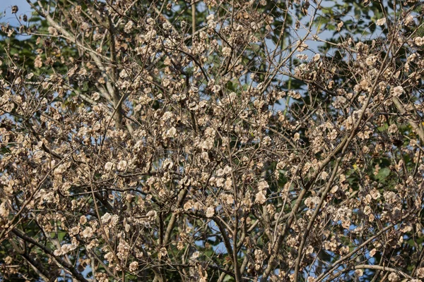 Hoja Seca Marrón Flor Del Árbol Padauk Birmania — Foto de Stock