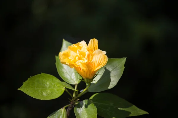 Крупный План Желтого Цветка Гибискуса Черном Фоне Дартс — стоковое фото