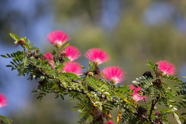 Closeup Pink flower Powder Puff or Head Powder Puff