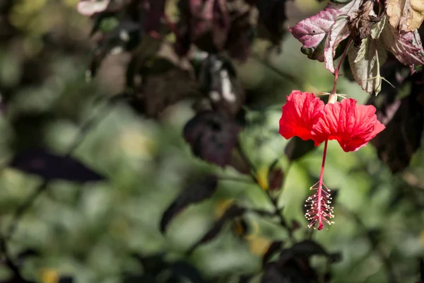 Primer Plano Hibiscus Rosa Sinensis Rojo Cooperi Con Fondo Hoja —  Fotos de Stock