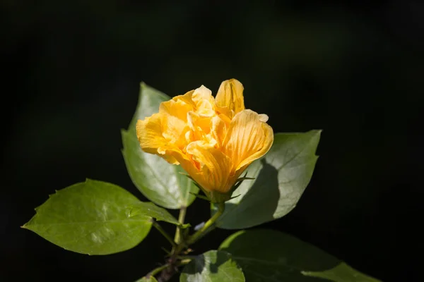 Primer Plano Flor Hibisco Amarillo Fondo Hojaldre Negro — Foto de Stock