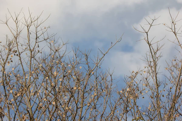 Коричневий Сухого Листя Квітковий Бірма Padauk Дерево — стокове фото